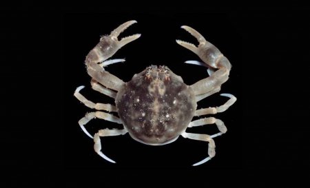 Bellidilia laevis, Michael Marmach Museum Victoria