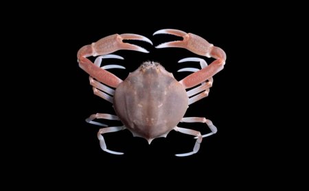 Bellidilia undecimspinosa, Michael Marmach Museum Victoria