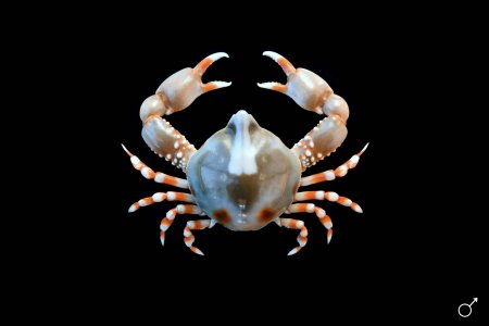 Coleusia huilianae, Ondřej Radosta