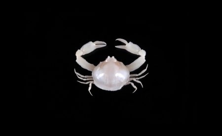 Cryptocnemus obolus, Yi-Jia Shih