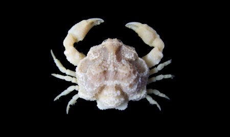 Ebalia cariosa, Steven Campbell