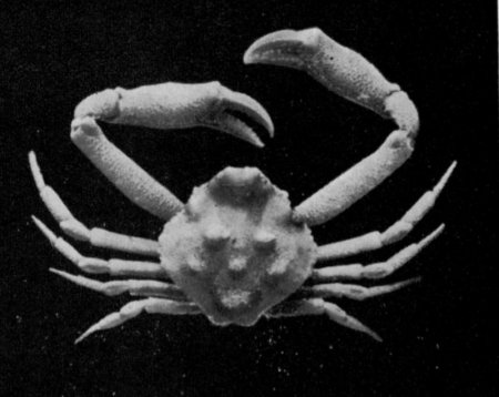 Ebalia tuberculosa, G.C. Clutton Rathbun, M.J. (1923) Report on the crabs obtained by the F.I.S. “Endeavour” on the coasts of Queensland, New South Wales, Victoria, South Australia and Tasmania. Report on the Brachyrhyncha, Oxystomata and Dromiacea