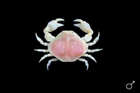 Ebalia tumefacta, Ondřej Radosta