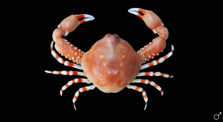 Euclosiana crosnieri, Ondřej Radosta