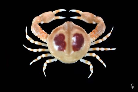 Euclosiana scitula, Ondřej Radosta