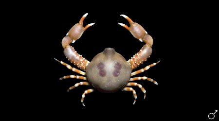 Euclosiana unidentata, Ondřej Radosta