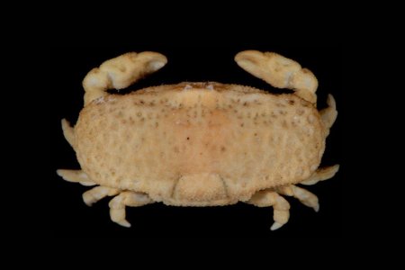 Favus granulatus, Arthur Anker