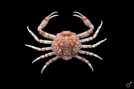 Galilia petricola, Ondřej Radosta