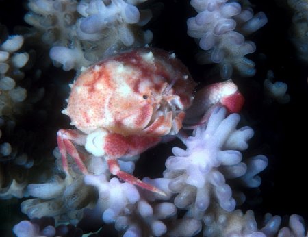 Heteronucia fujitai, Jeanette and Scott Johnson