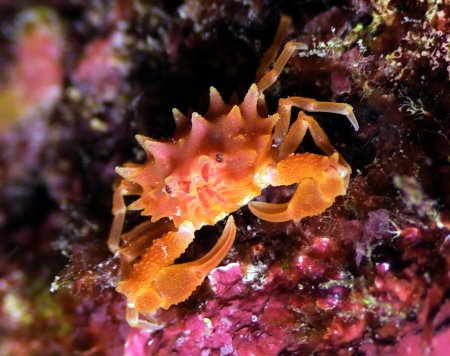 Heteronucia spinifera, Jeanette and Scott Johnson