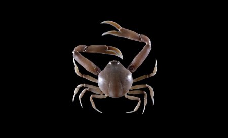 Hiplyra platycheir, Yi-Jia Shih