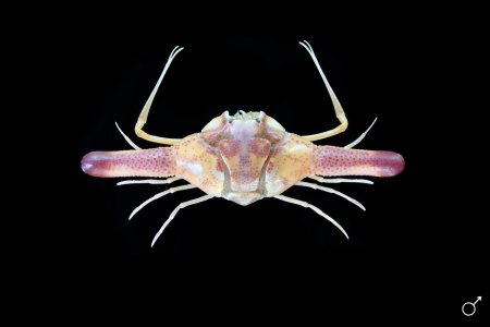 Ixa cylindrus, Ondřej Radosta