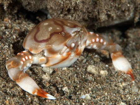 Leucosia anatum, Andrey Ryanskiy