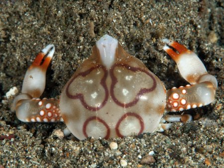 Leucosia anatum, Andrey Ryanskiy