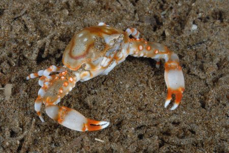 Leucosia anatum, Rokus Groeneveld