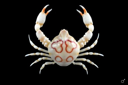 Leucosia anatum, Ondřej Radosta