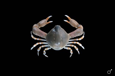 Leucosia formosensis, Ondřej Radosta