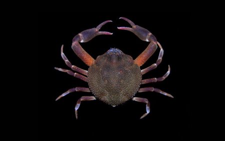 Leucosilia jurinii, Arthur Anker