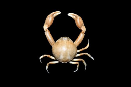 Lyphira georgei, Jigneshkumar N. Trivedi Marine Biodiversity and Ecology Lab