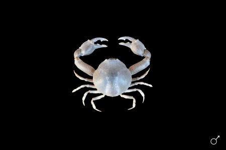 Lyphira heterograna, Ondřej Radosta