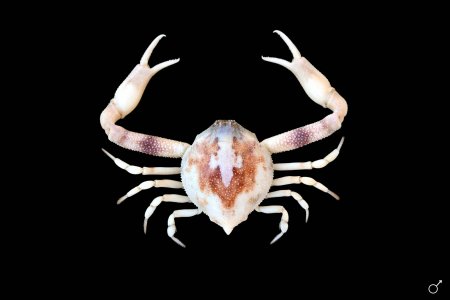 Myra affinis, Ondřej Radosta