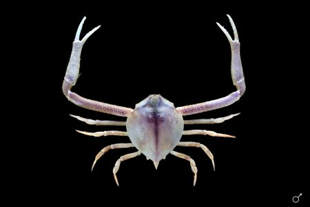 Myra celeris, Ondřej Radosta