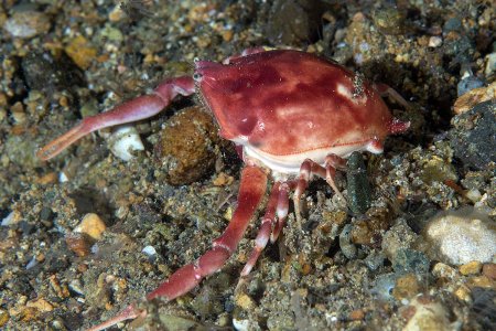 Myra grandis, Andrey Ryanskiy