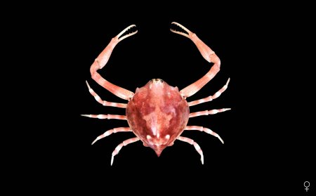 Myra grandis, Ondřej Radosta