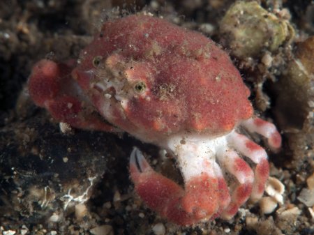 Nucia speciosa, Andrey Ryanskiy