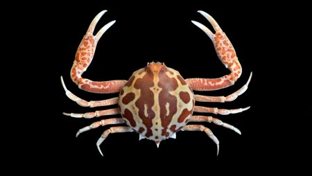 Persephona mediterranea, Ondřej Radosta