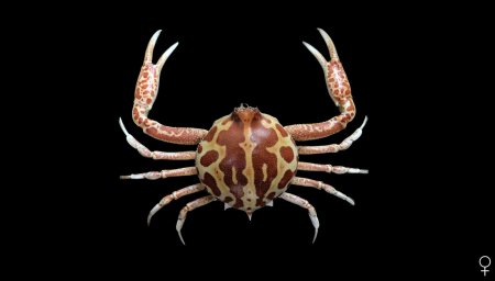 Persephona mediterranea, Ondřej Radosta