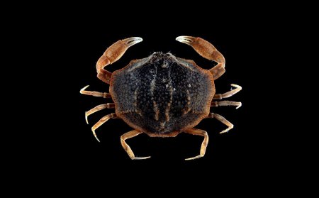 Praosia punctata, Arthur Anker