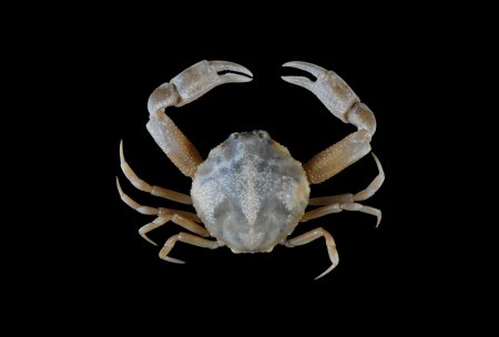 Pyrhila carinata, Yi-Jia Shih