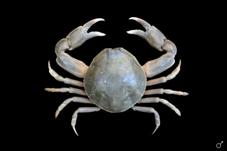 Pyrhila pisum, Ondřej Radosta