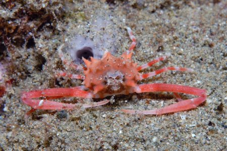 Raylilia uenoi, Rokus Groeneveld