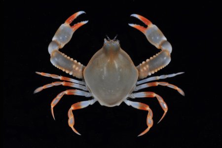 Seulocia gagulae, Arthur Anker Florida Museum of natural history