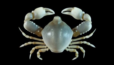 Seulocia pulchra, Sahat Ratmuangkhwang Lab Mos Nattapat