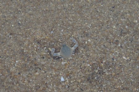 Seulocia rhomboidalis, Andrew