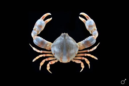 Seulocia vittata, Ondřej Radosta