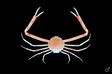 Tokoyo eburnea, Ondřej Radosta