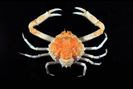 Urashima pustuloides, Tin-Yam Chan Museum national d’Histoire naturelle