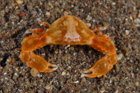 Urnalana elata, Rokus Groeneveld