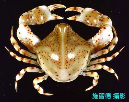 Urnalana haematosticta, Hsi-Te Shih