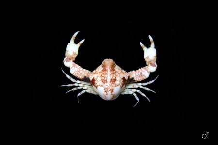 Urnalana pulchella, Ondřej Radosta