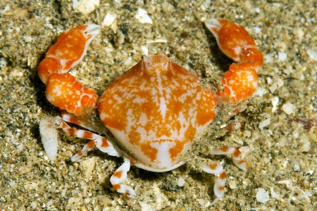 Urnalana purarensis, Andrey Ryanskiy