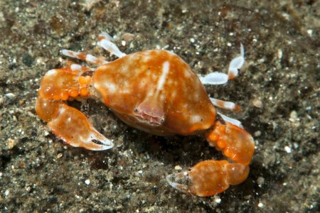 Urnalana purarensis, Andrey Ryanskiy