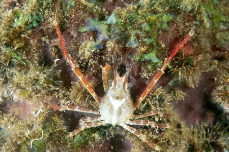 Hyastenus borradailei, Andrey Ryanskiy