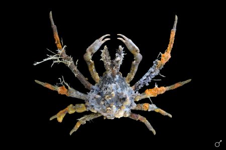 Hyastenus diacanthus, Ondřej Radosta