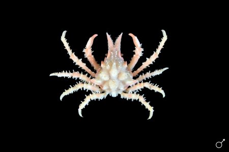 Oxypleurodon bipartitum, Ondřej Radosta