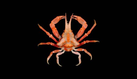 Oxypleurodon stimpsoni, Tin-Yam Chan National Taiwan Ocean University